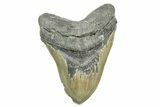 Serrated, Fossil Megalodon Tooth - Huge NC Meg #308525-1